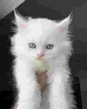 القطط الفارسية النقية