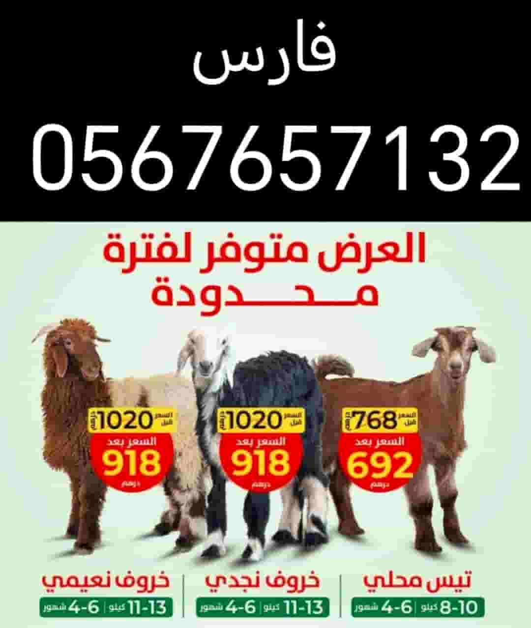 اشتري وابيع جميع انواع الاغنام والماعز 