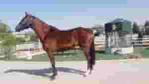  خيول بيضاء أصيلة للبيع عمرها 9 سنوات