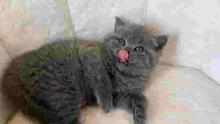 Gray British shorthair