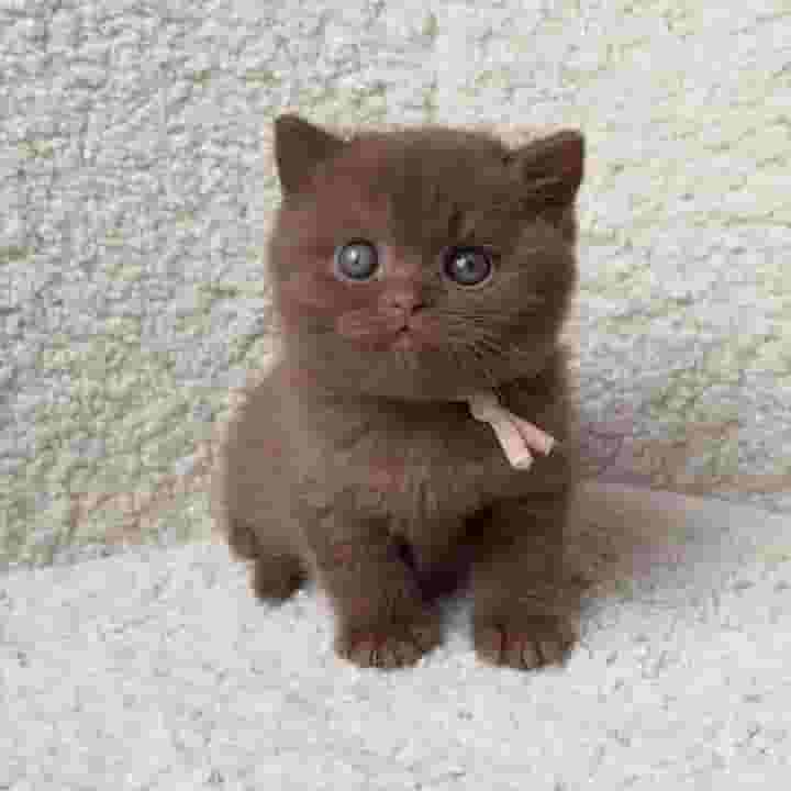 Shorthair british kittens
