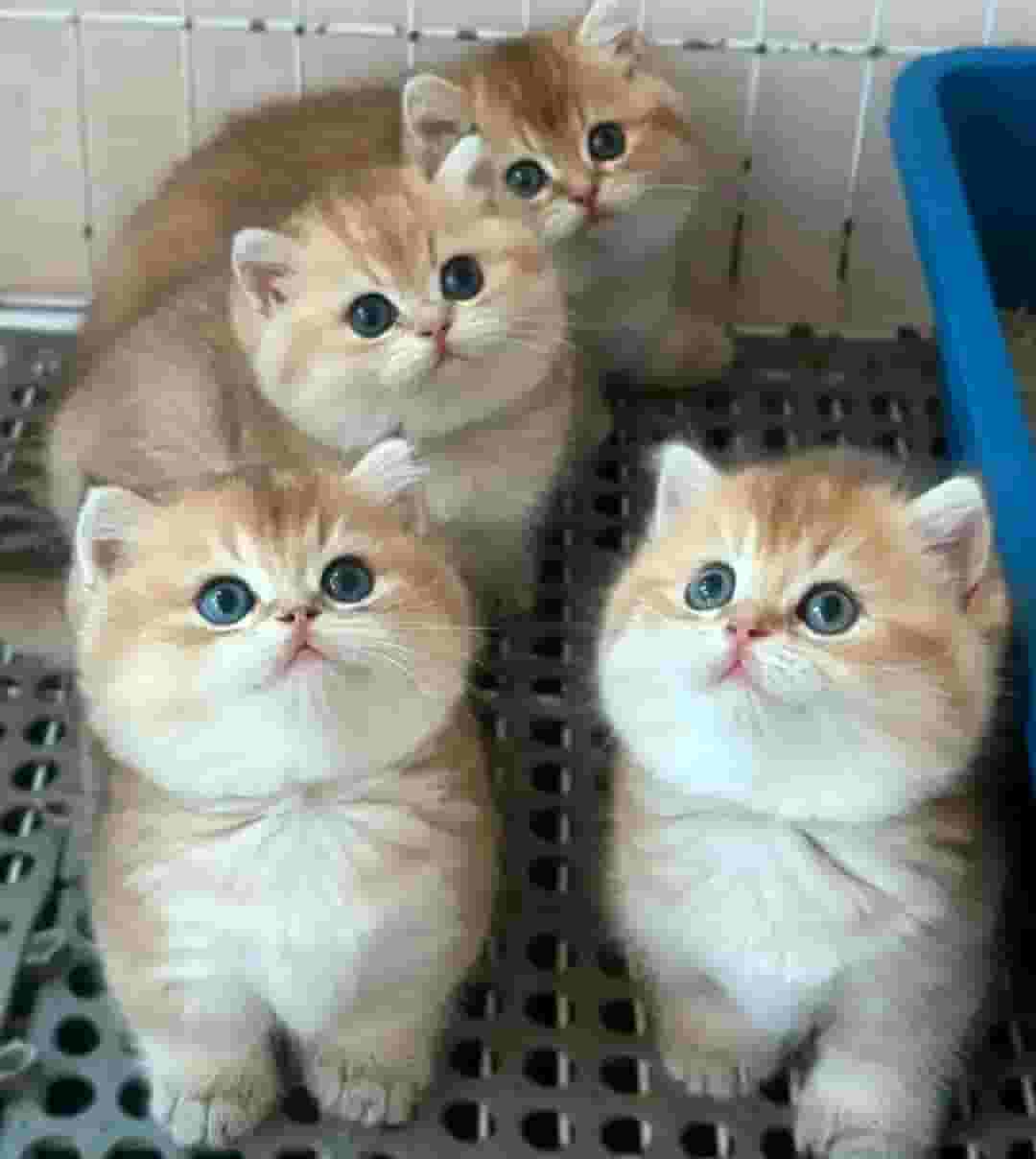 Purebred kittens