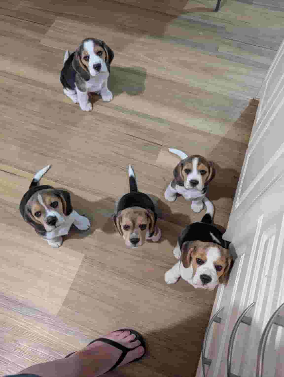 Beagle puppies