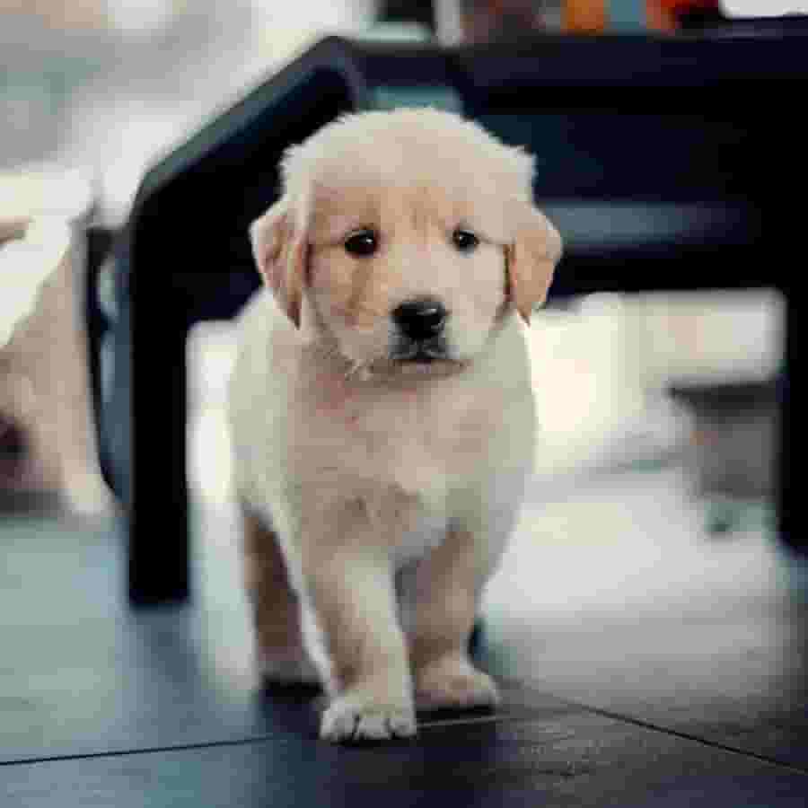 Golden Retriever puppies