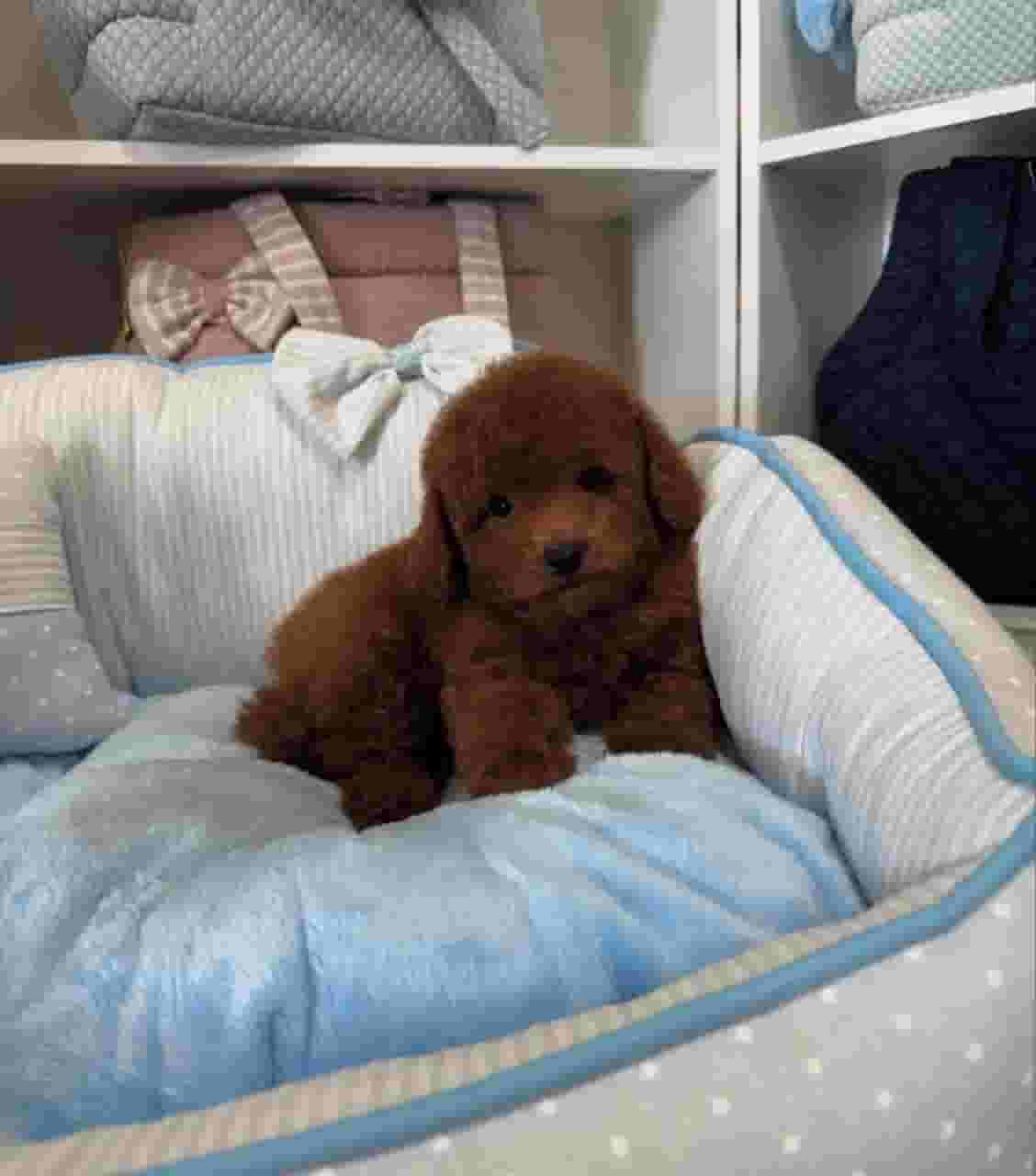Toy poodle puppy