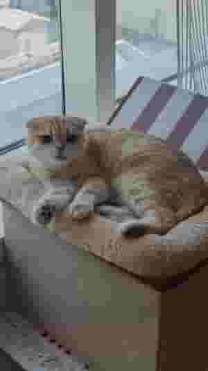 Scotchfold - Tabby - NY12 5 years old