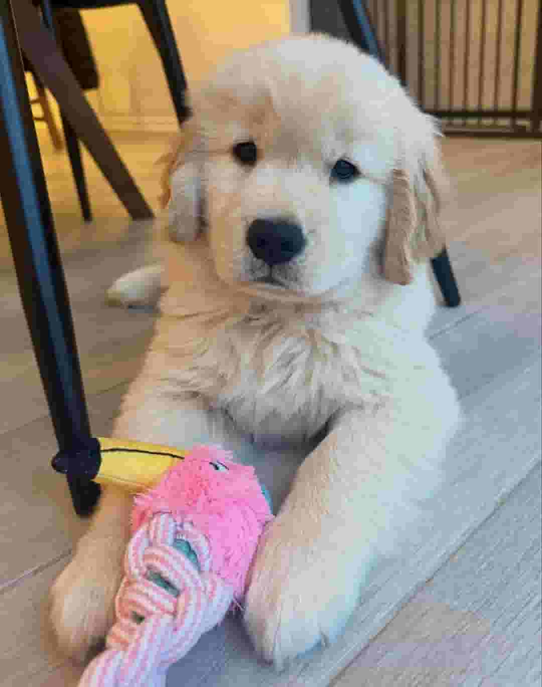 Golden Retriever puppies