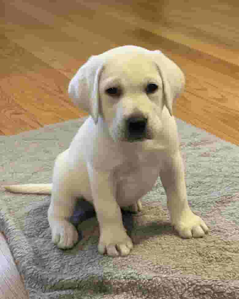 Labrador retriever puppies