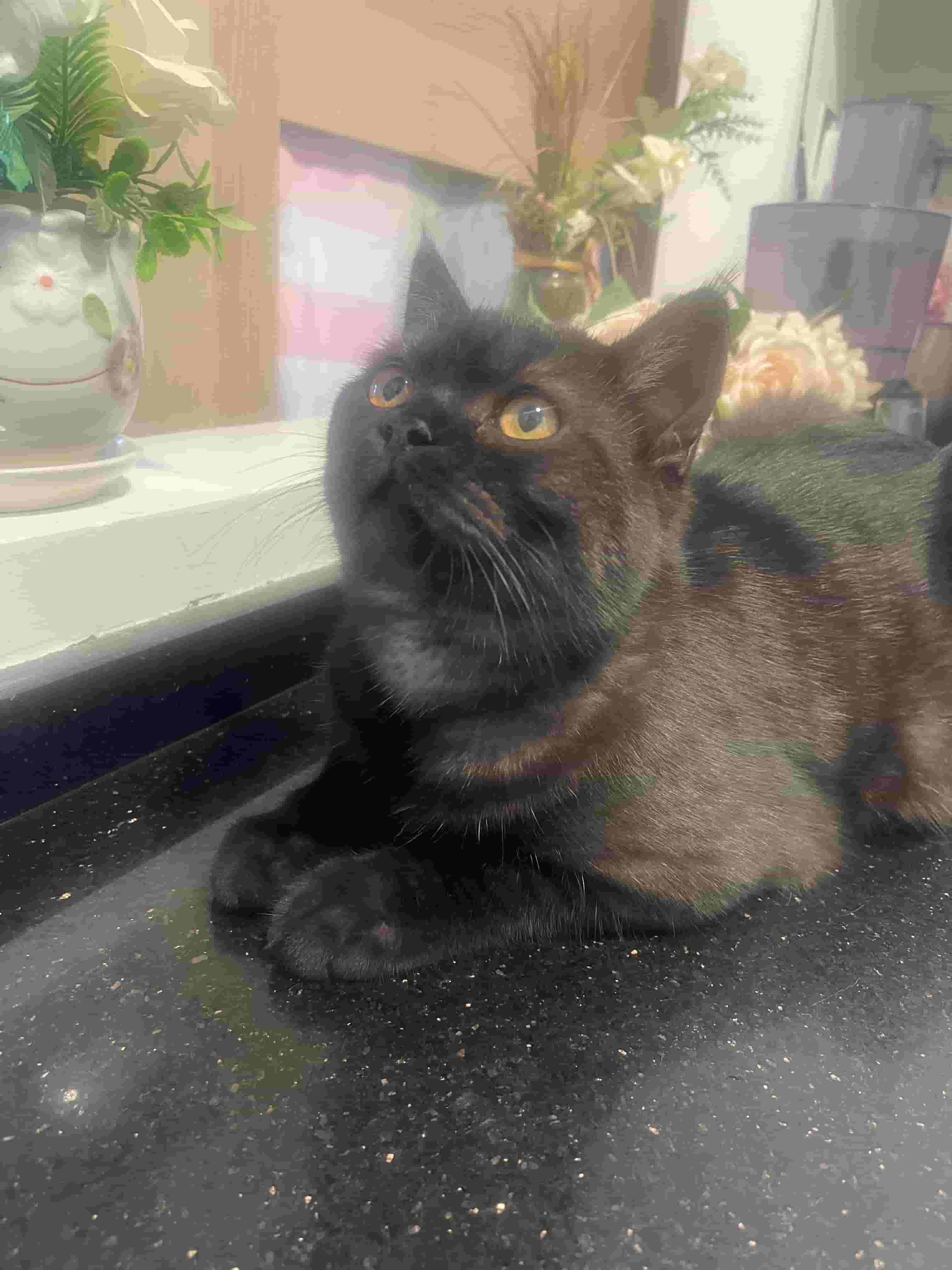 British short hair cat