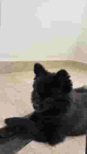 Black Pomeranian Puppy