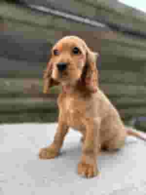 English Cocker Spaniel Puppies For Sale