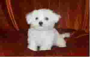 Bichon Frise Puppies for sale