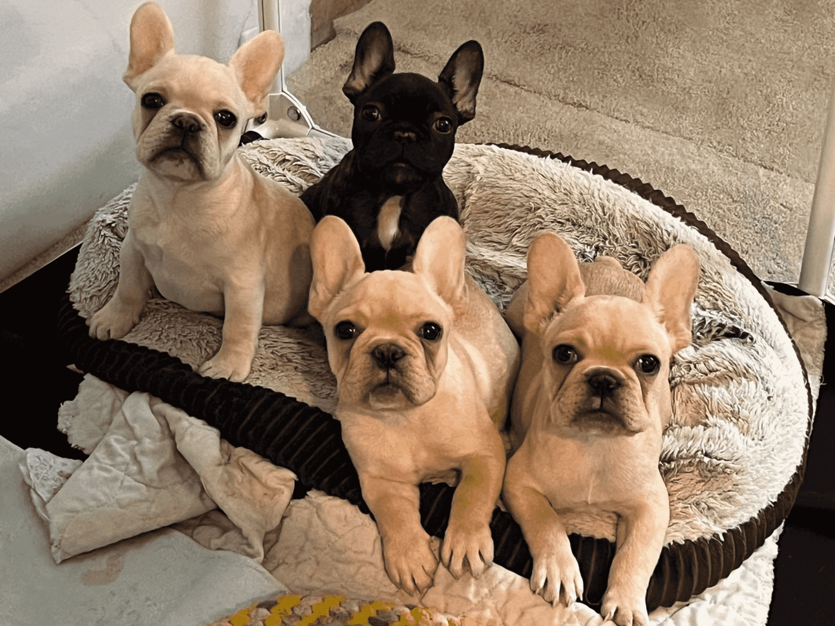 French Bulldog Puppies For Sale
