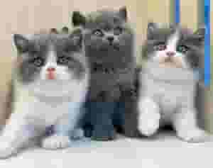 Shorthair british kittens