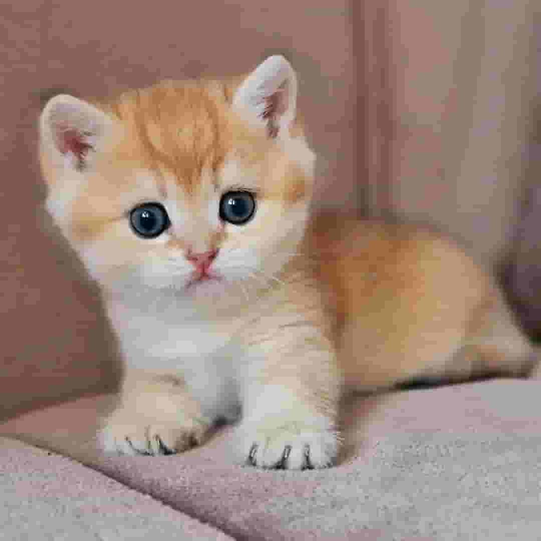 Munchkin kittens