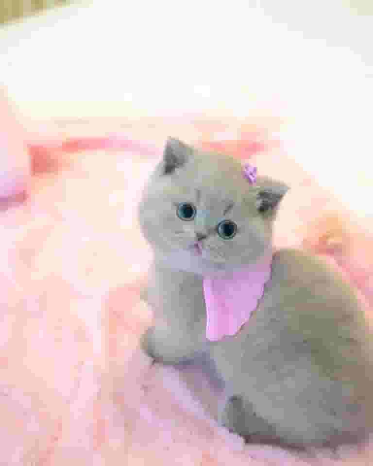Cute munchkin kittens