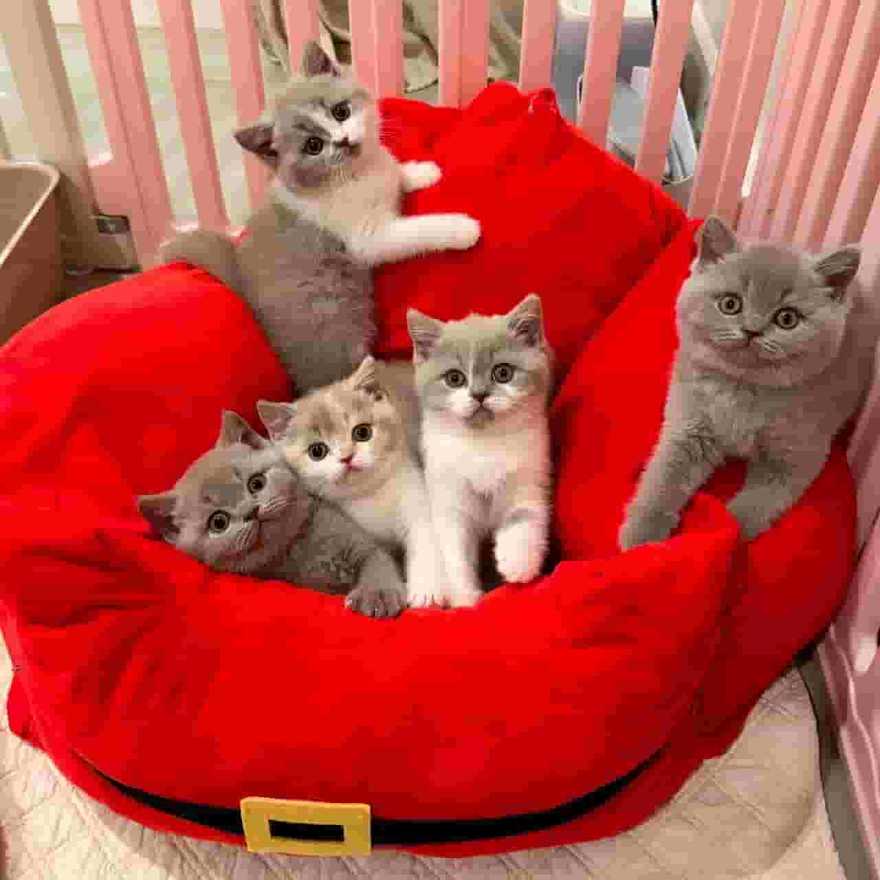 Purebred kittens