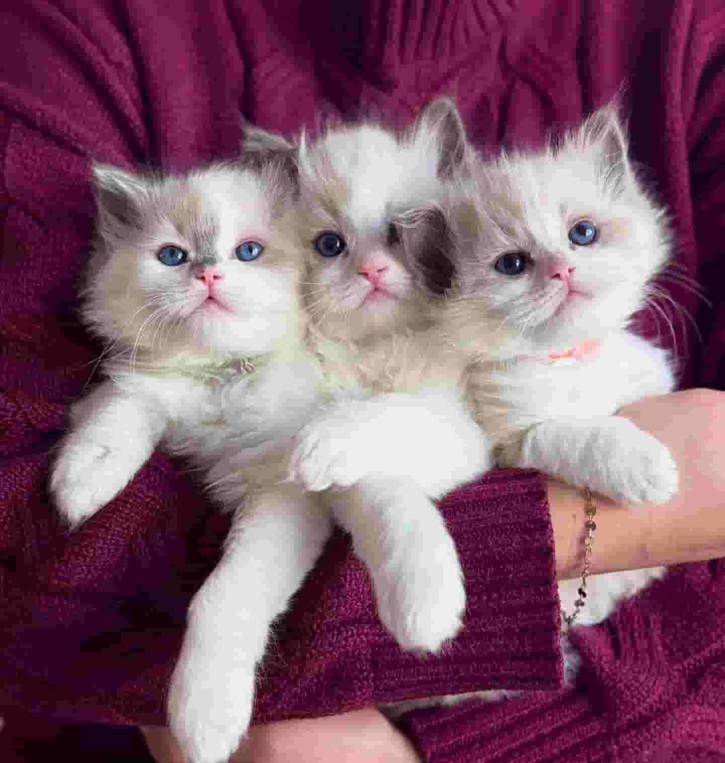 Ragdoll kittens