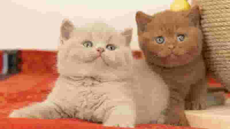 Purebred kittens