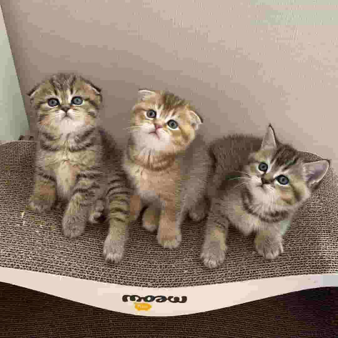 Scottish fold kittens