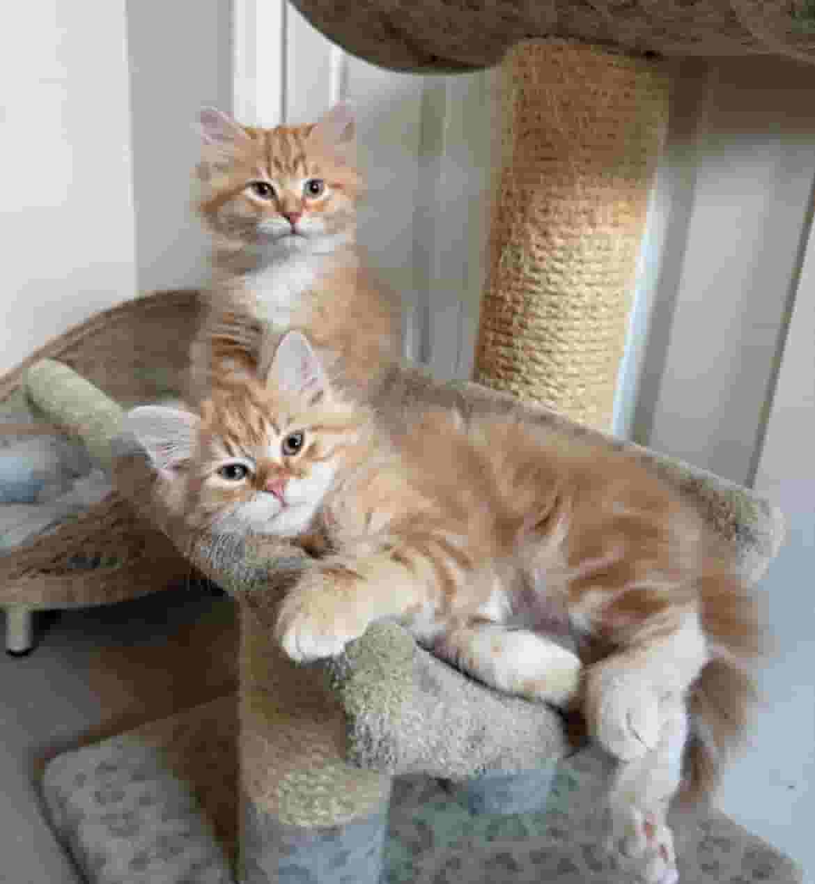 Male and female Siberian cats