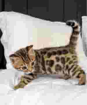 Bengal cat