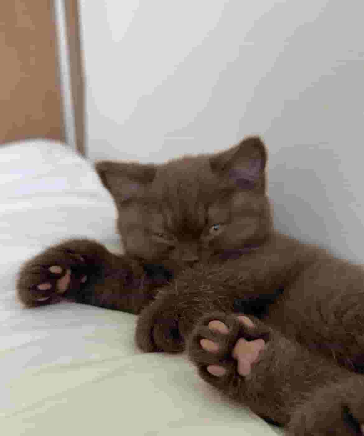 British shorthair