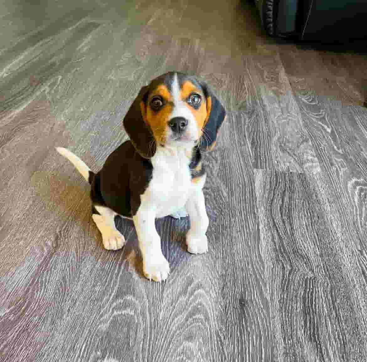 Beagle puppy