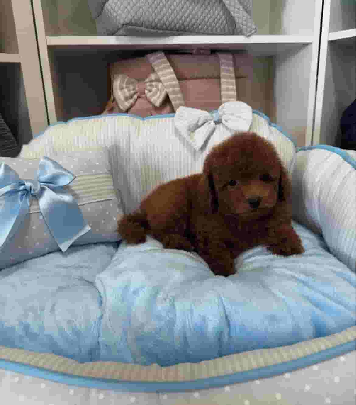 Toy poodle