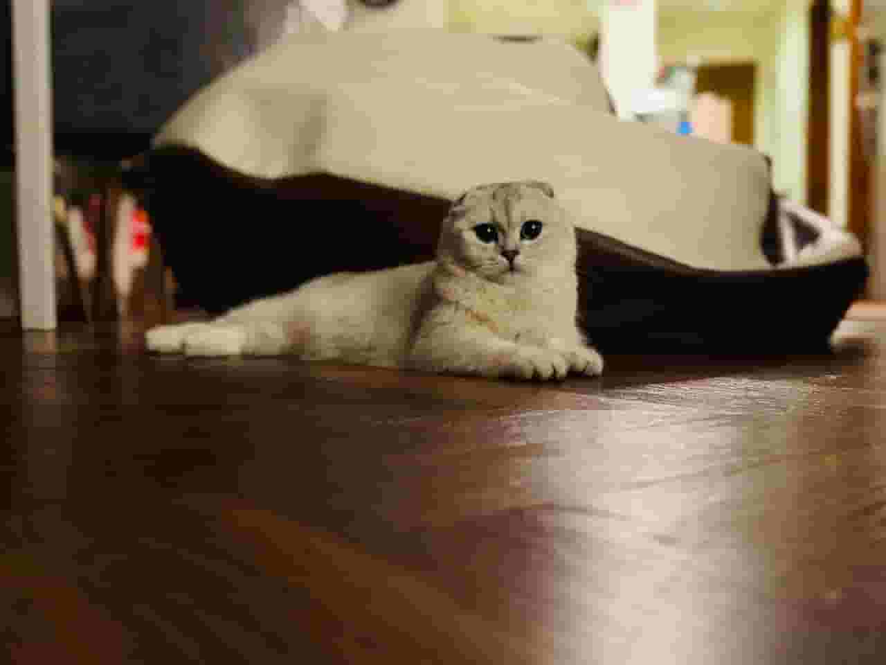Pure Scottish Fold Chinchilla For Sale