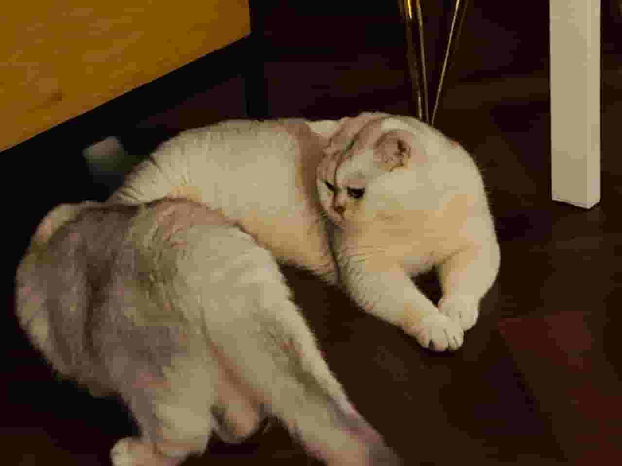Pure Male British Chinchilla Pedigree Cat for Sale