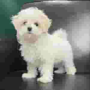 Male and Female Maltese puppies for sale