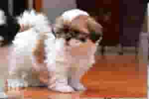 Shih tzu puppies Available For Sale