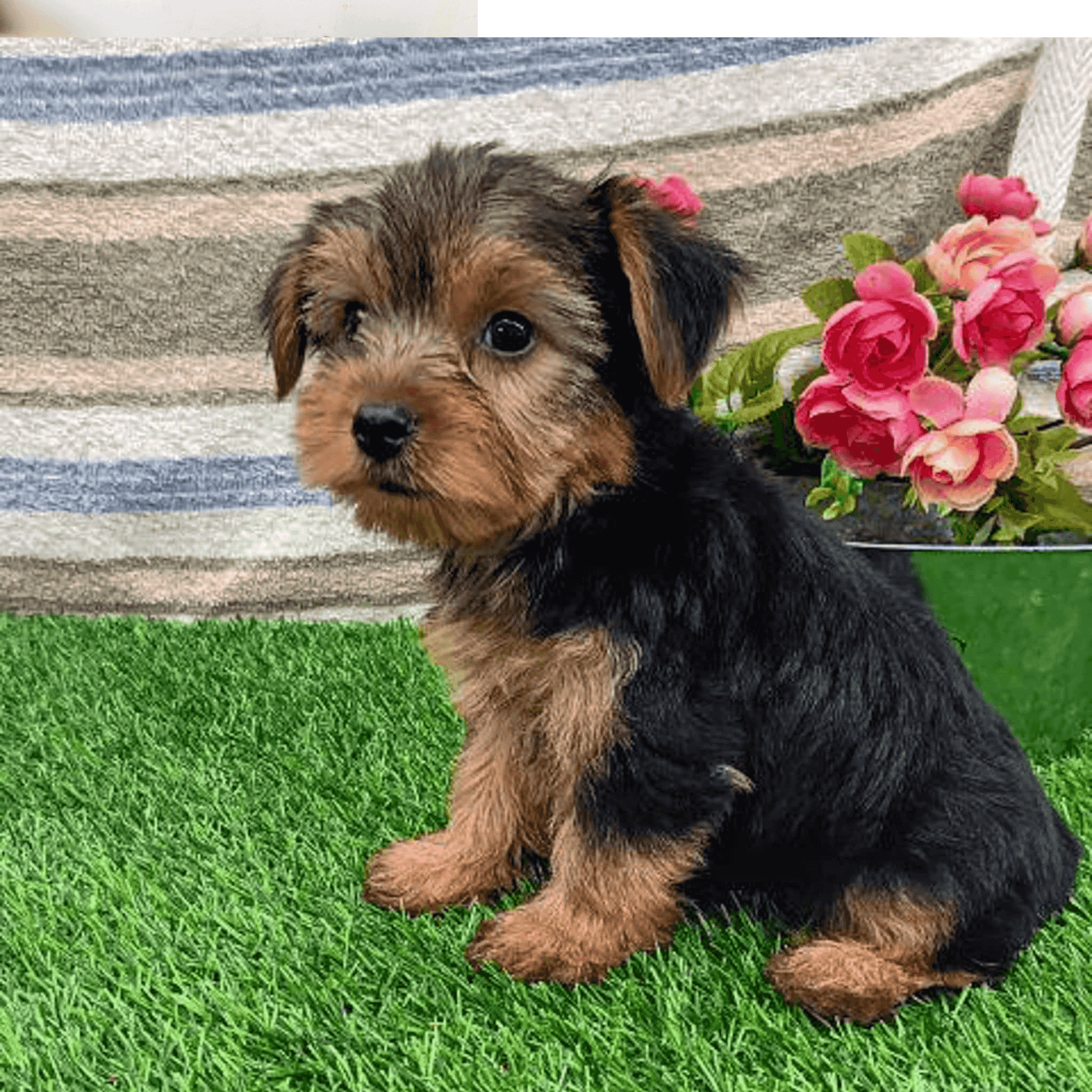 Yorkshire Terriers Puppies available
