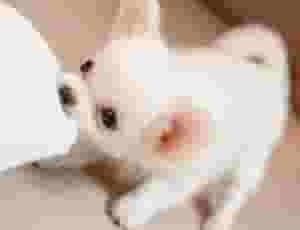 Teacup Chihuahua puppies for sale