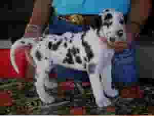 Great Dane Puppies for sale