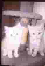 ماركة سكوتيش، عمرها شهرين