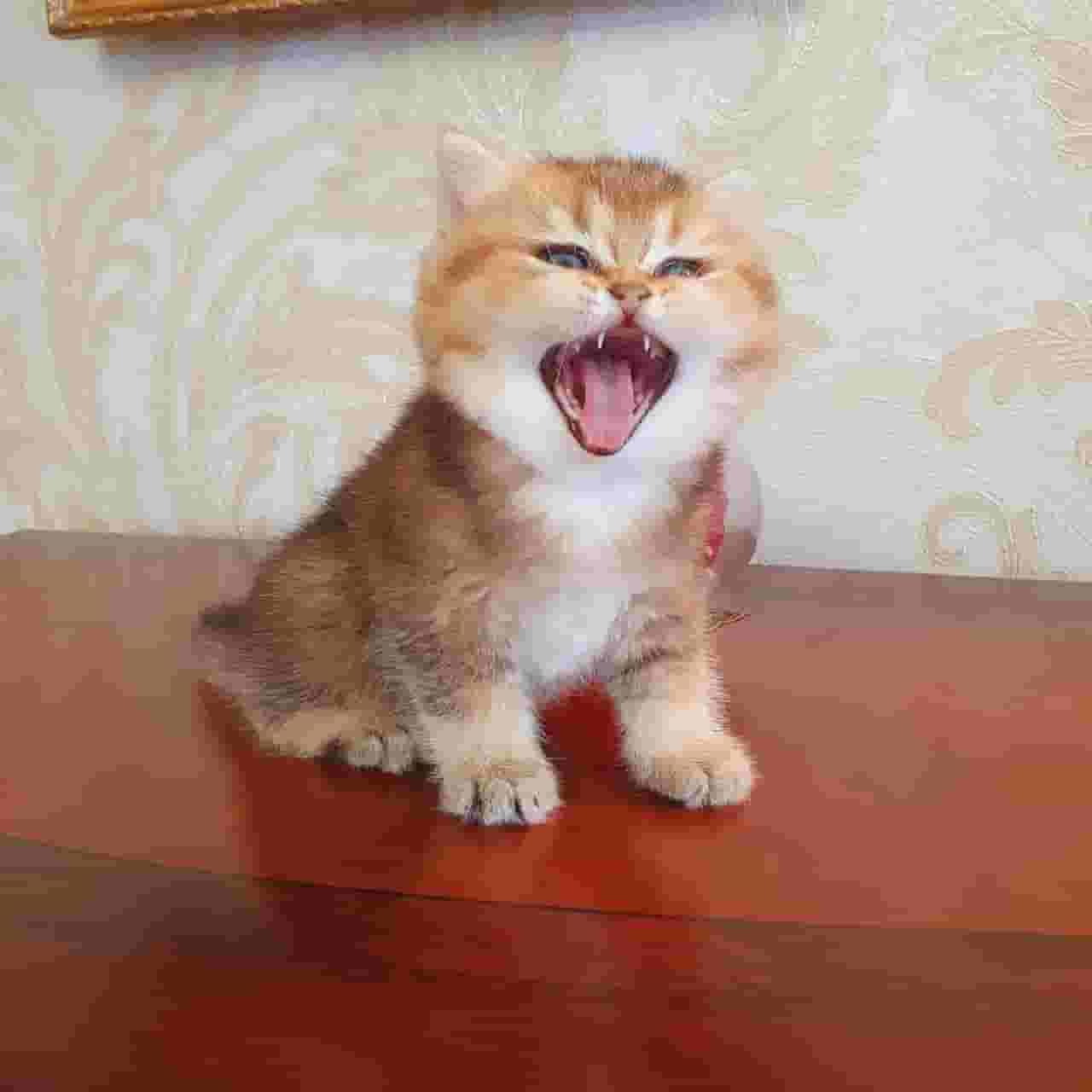 British shorthair kittens