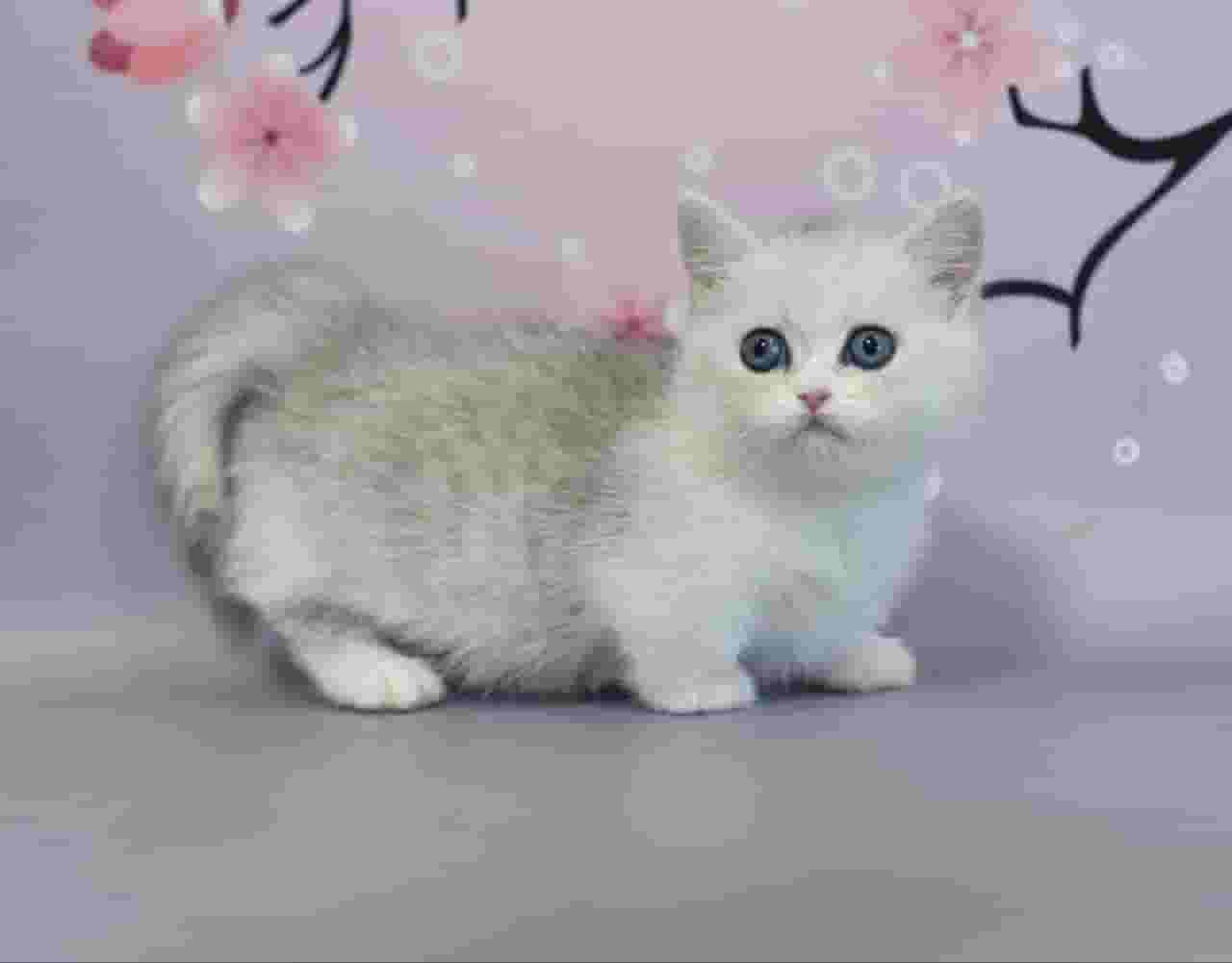 Cute male British shorthair