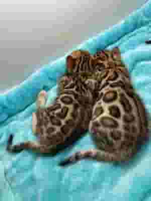 Bengal kittens