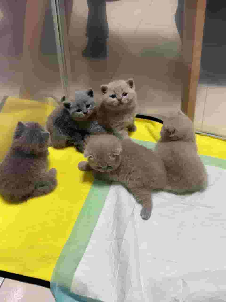 Lovely British shorthair