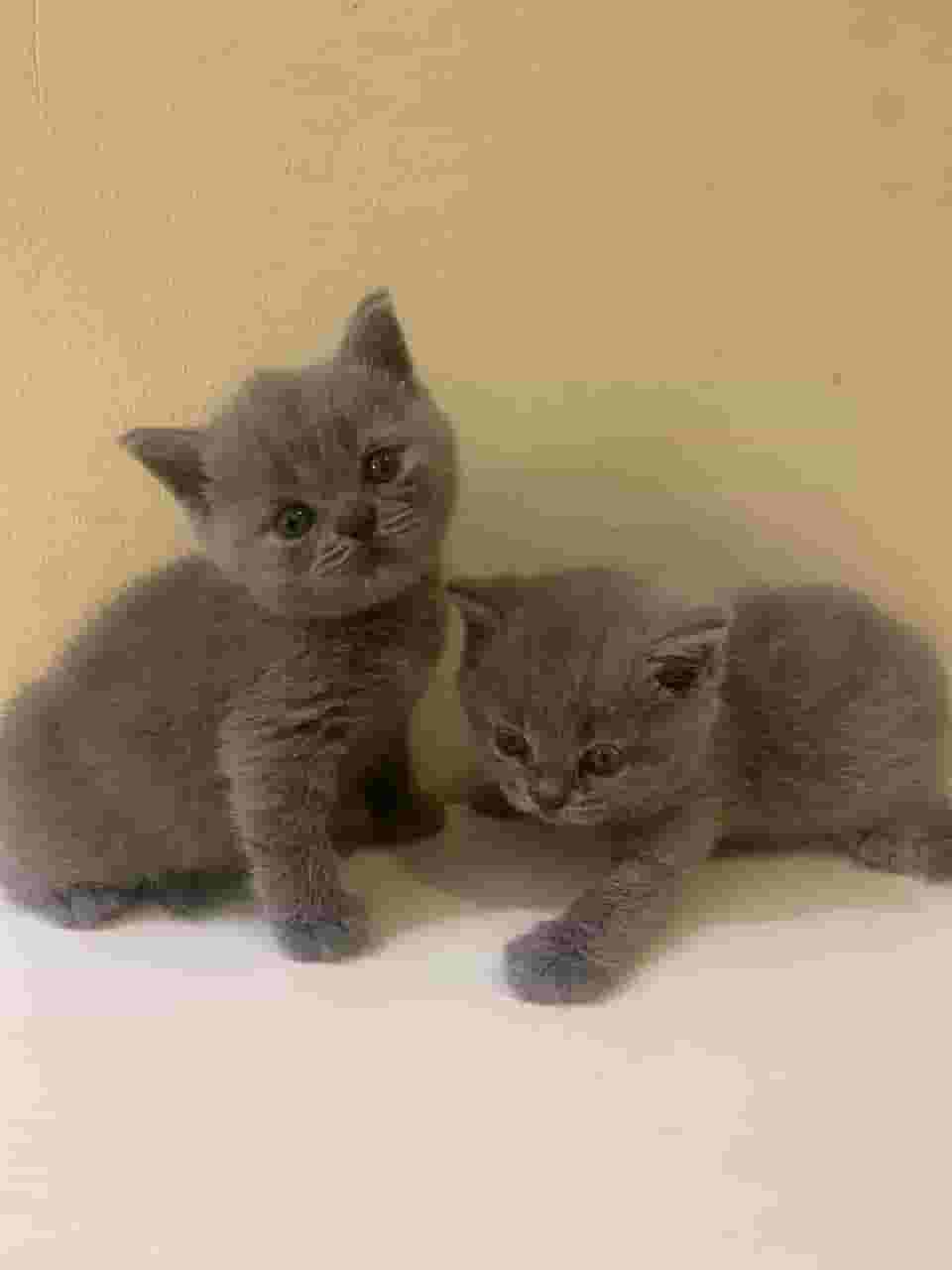 Pure breed shorthair kittens