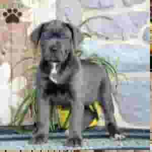 Cane Corso Puppies for sale