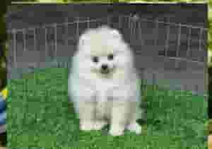 Trained Pomeranian Puppies for sale