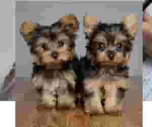 Yorkshire Terriers Puppies available