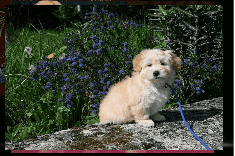 Pure breed Havanese puppies for sale