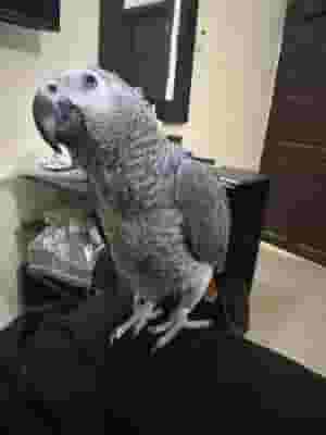 African grey parrots