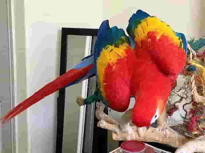 Gold macaw parrots