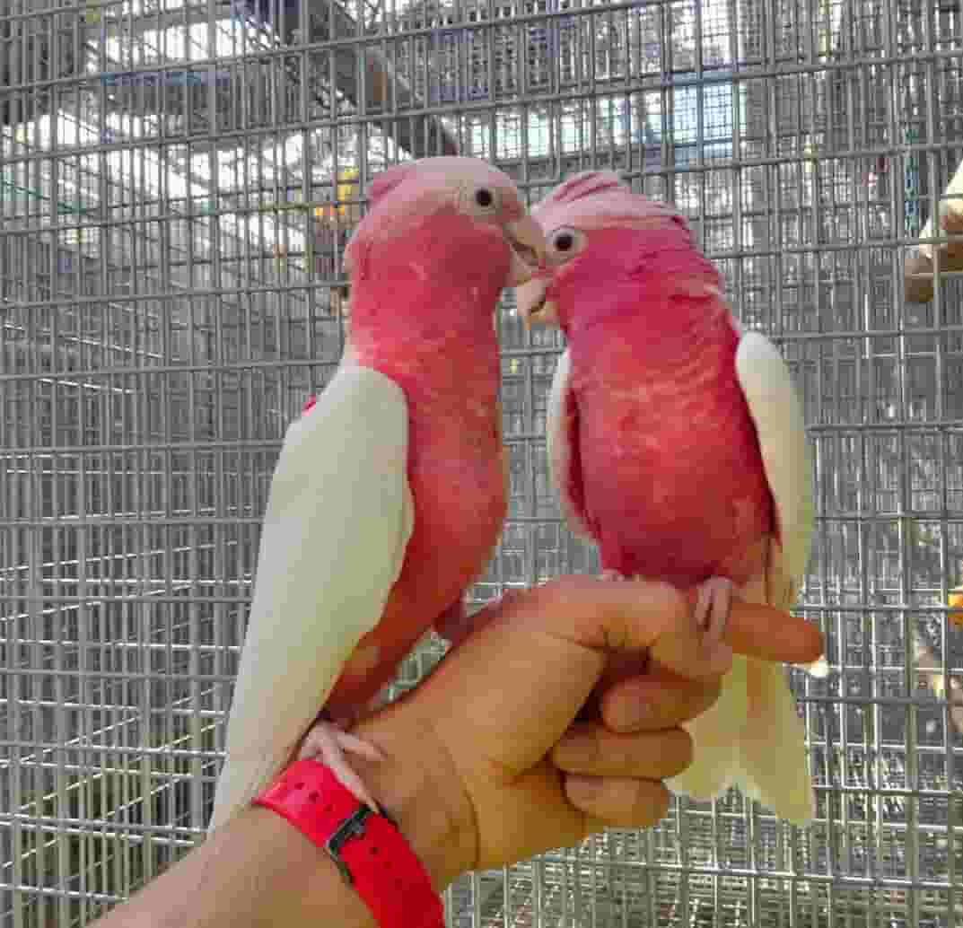 Cockatoo parrots