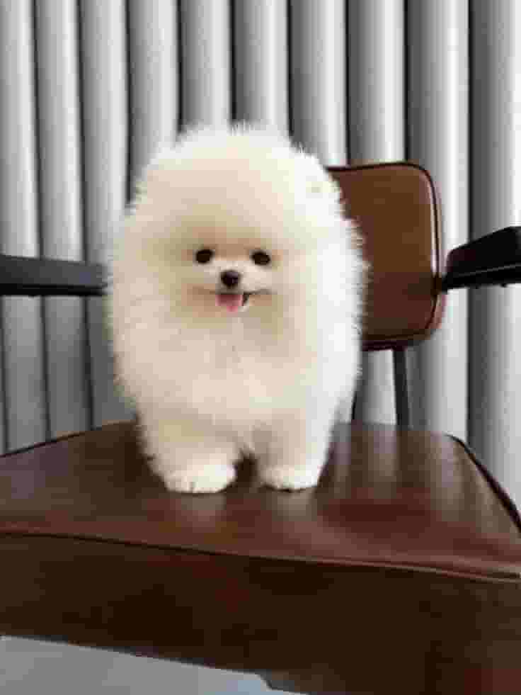 Pomeranian puppies